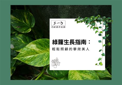 綠蘿植物|綠蘿生長指南：輕鬆照顧的攀爬美人 